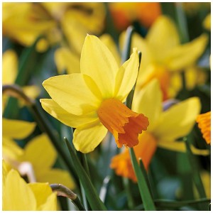 Gelb-orange Narzisse Jetfire, 30 cm, im Beet oder Garten.