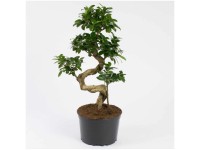 Chinesische Feige Ginseng Ficus microcarpa Topf Ø 20 cm