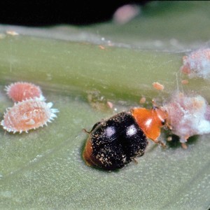 Larve de coccinelle Cryptolaemus parmi les cochenilles sur une feuille pour la lutte antiparasitaire.