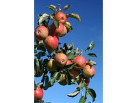 Obstbäume verschiedene Sorten Topf 7,5 l / 1 Stk.