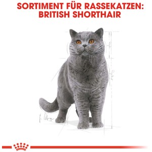 Gatto British Shorthair per cibo secco per gatti Royal Canin, categoria cibo secco per gatti.