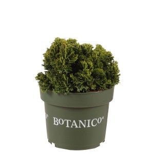 Cipresso a conchiglia 'Nana Gracilis' in vaso, circa 20-25 cm di altezza, struttura verde scuro e densa.