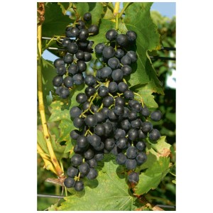 Bacche blu scuro della vite robusta Muscat Bleu sul supporto per l'arrampicata.