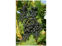 Beere Robustrebe Musctat Bleu