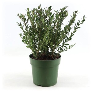 Houx crénelé 'Jenny' en pot, plante de conteneur à feuilles persistantes pour mi-ombre.