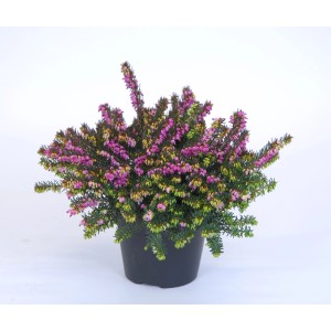 Erica Darleyensis Rot en pot : bruyère anglaise à fleurs rouges, idéale pour balcon et jardin.
