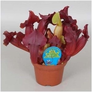 Schlauchpflanze Sarracenia Maroon im Topf, fleischfressende Pflanze mit roten Kannen.