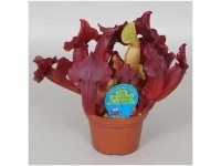 Schlauchpflanze Sarracenia Maroon Topf Ø 12 cm