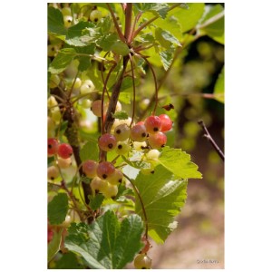 Groseillier bio Rolan Red avec des baies rouges et vertes sur un arbuste.