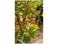 Bio Johannisbeere Rolan Rot Strauch Topf Ø 20 cm / Höhe 60 - 80 cm