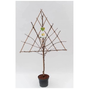 Arbre fruitier en espalier, 160 cm de haut, en pot. Idéal pour les petits jardins, différentes variétés disponibles.