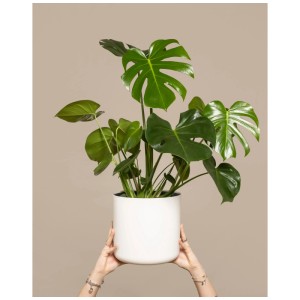 Feey Monstera deliciosa dans un pot blanc, plante d'intérieur verte pour endroits lumineux.