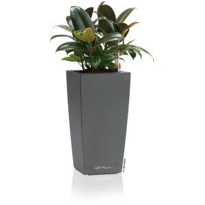 Pot de fleurs Lechuza Maxi-Cubi, anthracite métallisé, 14x14 cm, avec plante.