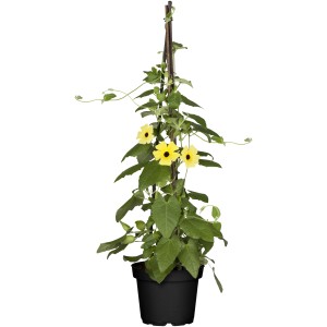 Susanna dagli occhi neri in vaso con supporto per rampicanti, fiori gialli con centro scuro.