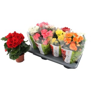 Bégonias Elatior (Begonia Eliator) de différentes couleurs en pot sur un plateau.
