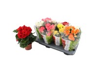 Elatior-Begonie Begonia Eliator Gelb Topf Ø 14 cm Elatior-Begonie Begonia Eliator Gelb Topf Ø 14 cm