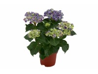 Bauernhortensie Hydrangea macrophylla Topf Ø 20 cm
