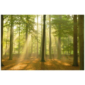 Maxiposter "Sunbeam Forest" (61x91,5 cm): Waldszene mit Sonnenstrahlen, stimmungsvolles Poster für Ihr Zuhause.
