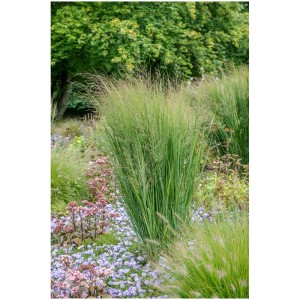 Panic érigé Panicum en pot de 6 l, graminée ornementale décorative avec des panicules de fleurs délicates.
