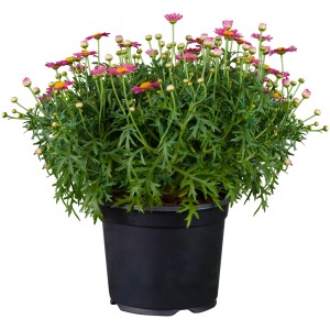 Margherita a cespuglio Argyranthemum in vaso, fiori rosa, foglie verdi. Pianta fiorita per vasi e balconi.