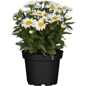 Margherita da giardino in vaso, fiori bianchi con centro giallo. GROW by OBI Leucanthemum.