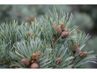 Kiefer Negishi Pinus parviflora Topf 3,7 l