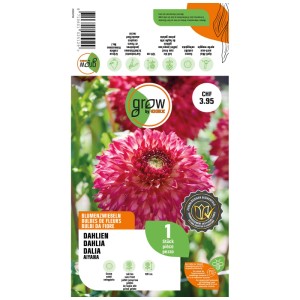 GROW by OBI Dalia Aiyana, fiore Fimbriata rosa-rosso come bulbo