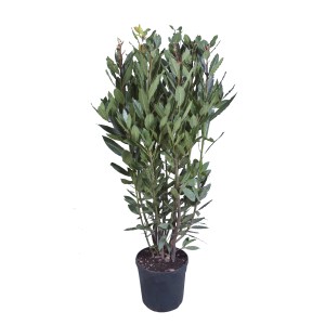 Laurier noble (Laurus nobilis) en pot, Ø 19 cm, feuilles vertes. Herbes aromatiques pour jardin et cuisine.