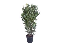 Echter Lorbeer Laurus nobilis Topf Ø 19 cm