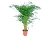 Goldfruchtpalme Topf Ø ca. 24 cm