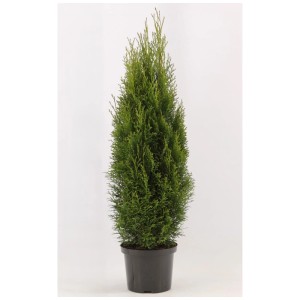 Smaragdo Albero della vita (Thuja) in vaso, circa 80-100 cm di altezza, sempreverde e ideale per siepi.