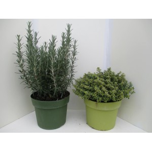 Mix di erbe aromatiche in vaso (Ø 18cm): Rosmarino e timo, erbe aromatiche per cucinare.