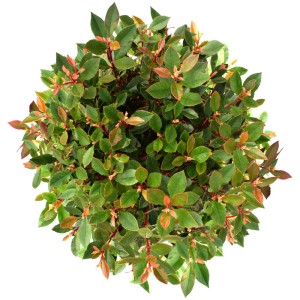 Photinia Red Robin in contenitore da 6 l, foglie verdi e rosse dall'alto.