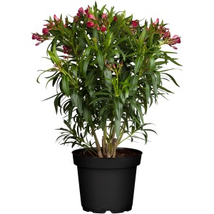 Oleandro rosso in vaso, Nerium di GROW by OBI, pianta in vaso con fiori rossi.