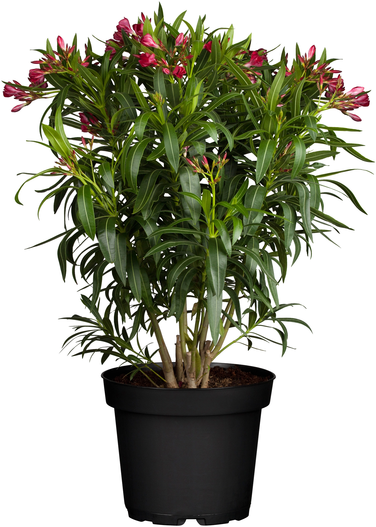 Nerium Oleander Rosso - Piante Vere da Esterno - H 40-50 cm Vaso