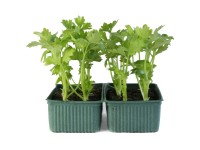 Stangensellerie Bio 12er-Schale