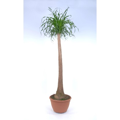 Elefantenfuss "Beaucarnea recurvata" Topf 30 cm kaufen bei OBI