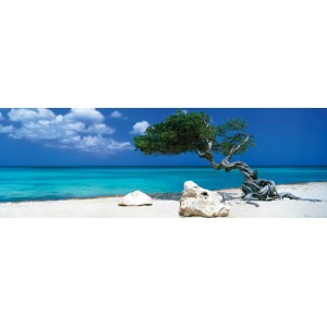 Quadro da parete: albero Divi Divi sulla spiaggia con mare e cielo blu. Immagine decorativa per la tua casa.