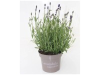 Echter Lavendel Lavandula Angustfolia Topf Ø 12 cm