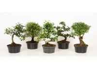 Bonsai-Mix rund und S-Form verschiedene Sorten Topf Ø 14 cm / 1 Stk.