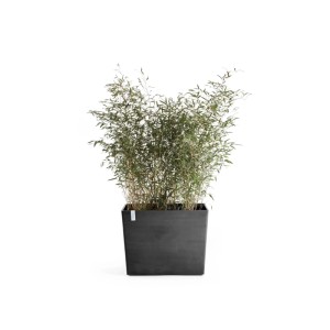 Vaso per piante Ecopots Paris grigio scuro con ruote, 85x40x65 cm, piantato con bambù.