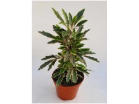 Fingeraralie Schefflera elegantissima Topf Ø 9 cm