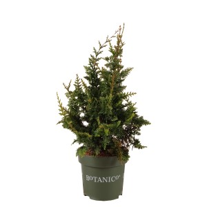 Cipresso nano di Hinoki 'Teddy Bear' in vaso, falso cipresso verde per giardino e contenitore.