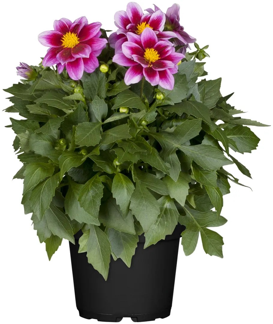 Dahlia Hybride Winterhart