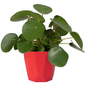 Roter Übertopf b.for rock (Ø 18 cm) mit Zimmerpflanze, geometrisches Design.