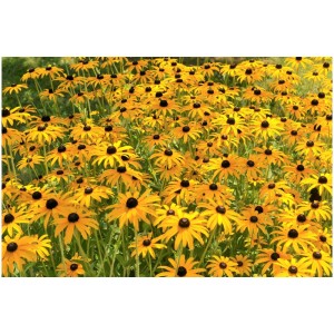 Campo di echinacea: Fiori gialli di Rudbeckia fulgida in un mix di piante perenni da giardino.