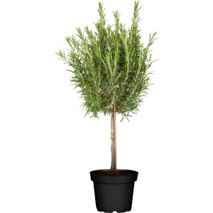 GROW by OBI mélange de tiges d'herbes aromatiques en pot, env. 14 cm Ø, avec romarin. Herbes pour la cuisine méditerranéenne.