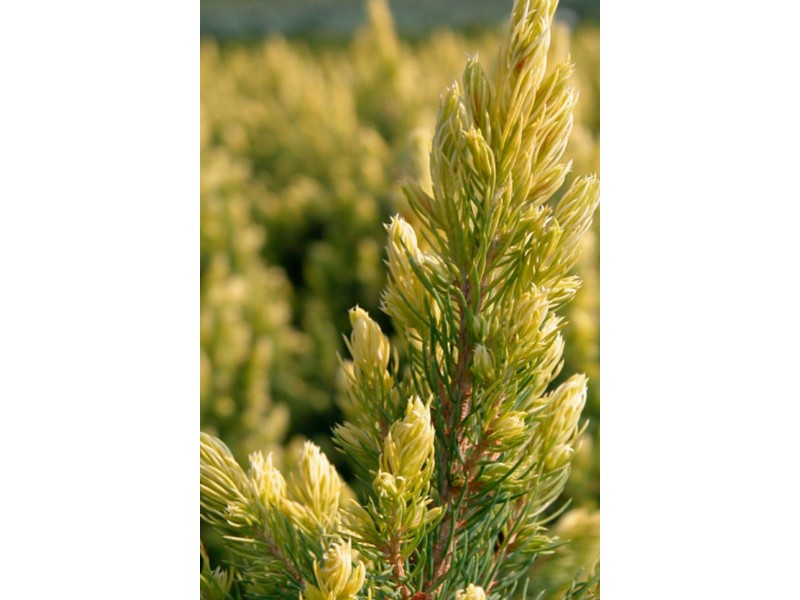 Zuckerhutfichte kaufen bei OBI