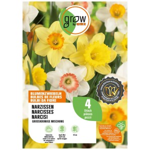 GROW by OBI Narzissen-Mischung, 4 Zwiebeln für farbenfrohe Frühlingsblumen.