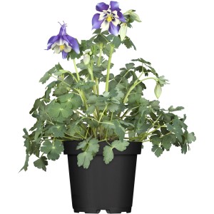 Aquilegia speronata (Aquilegia) in vaso con fiori blu e bianchi e foglie verdi.